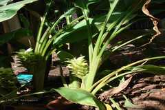Curcuma longa